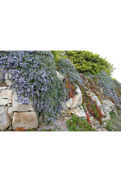Rosmarinus officinalis Pointe du Raz 